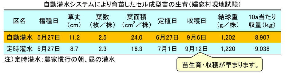 自動灌水システムにより育苗したセル成型苗の生育