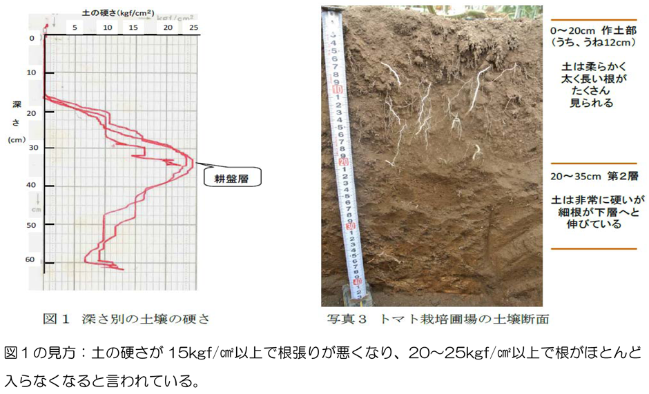 不可差別の土壌の硬さ、トマト栽培圃場の土壌断面