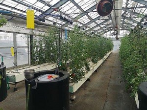 既存トマト栽培用ハウス（定植圃場）のかん水を自動化・2