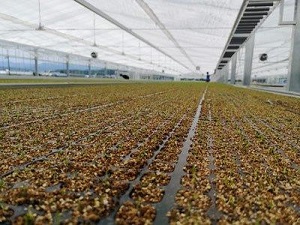 白ネギ 育苗かん水(自動灌水、散水装置 または 60チャンネル制御盤と連動)・3